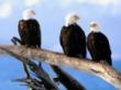 44980_eaglesgroup.jpg