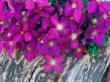46898_flowers.jpg