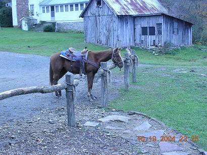 horse.jpg